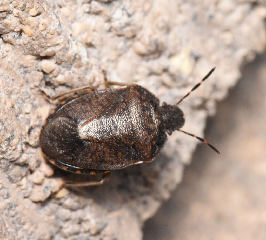 Holcostethus macdonaldi