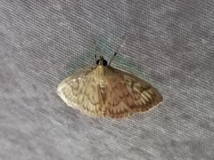 Crocidophora serratissimalis