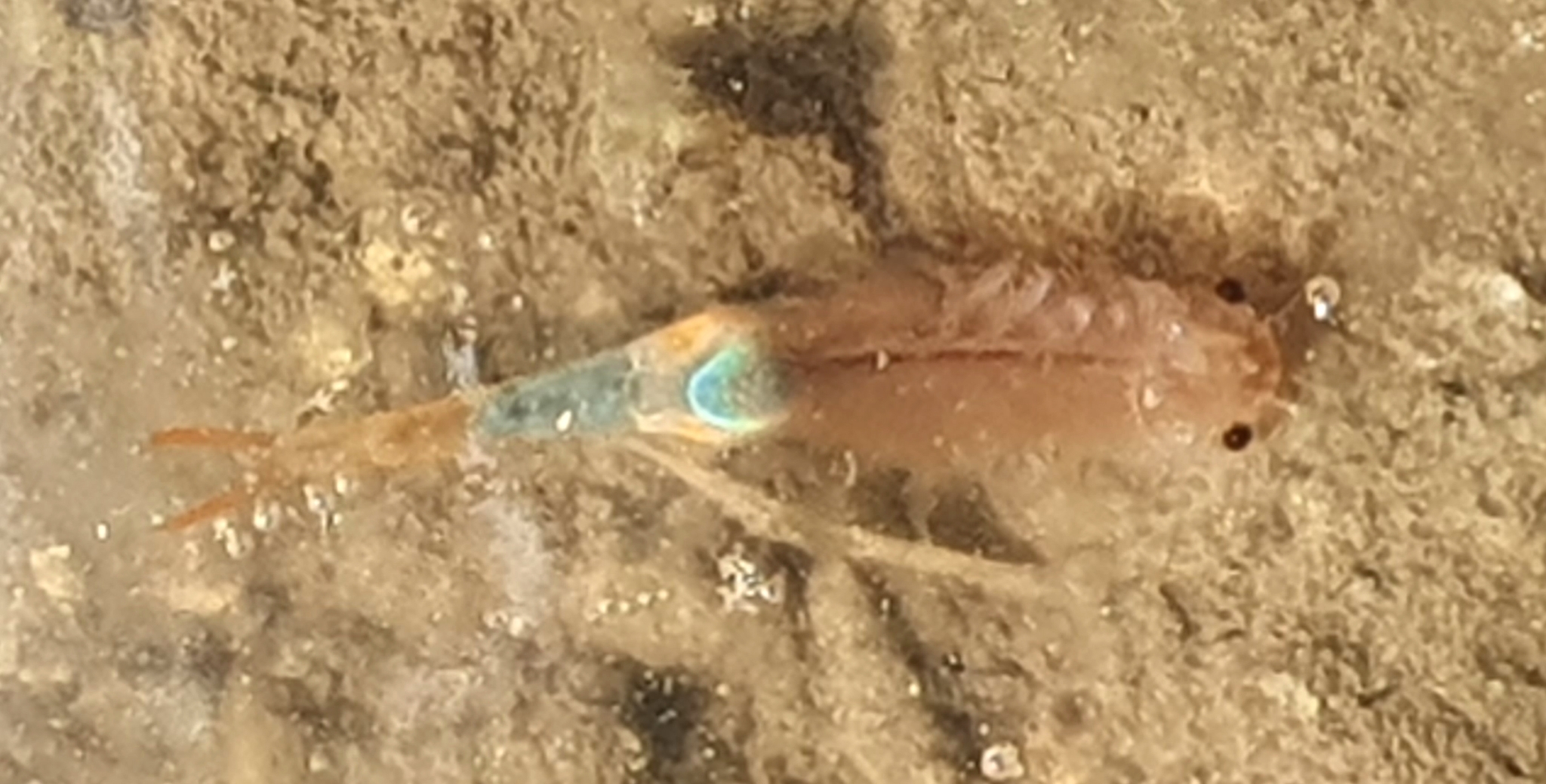 Branchipus schaefferi Fischer, 1834