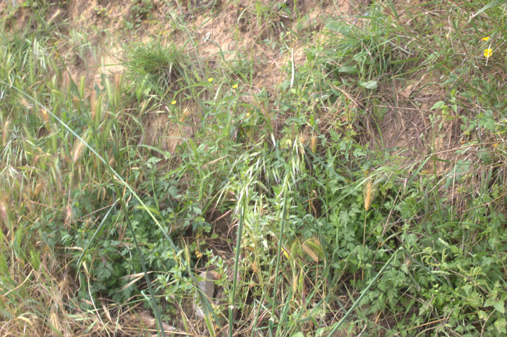 Avena sativa