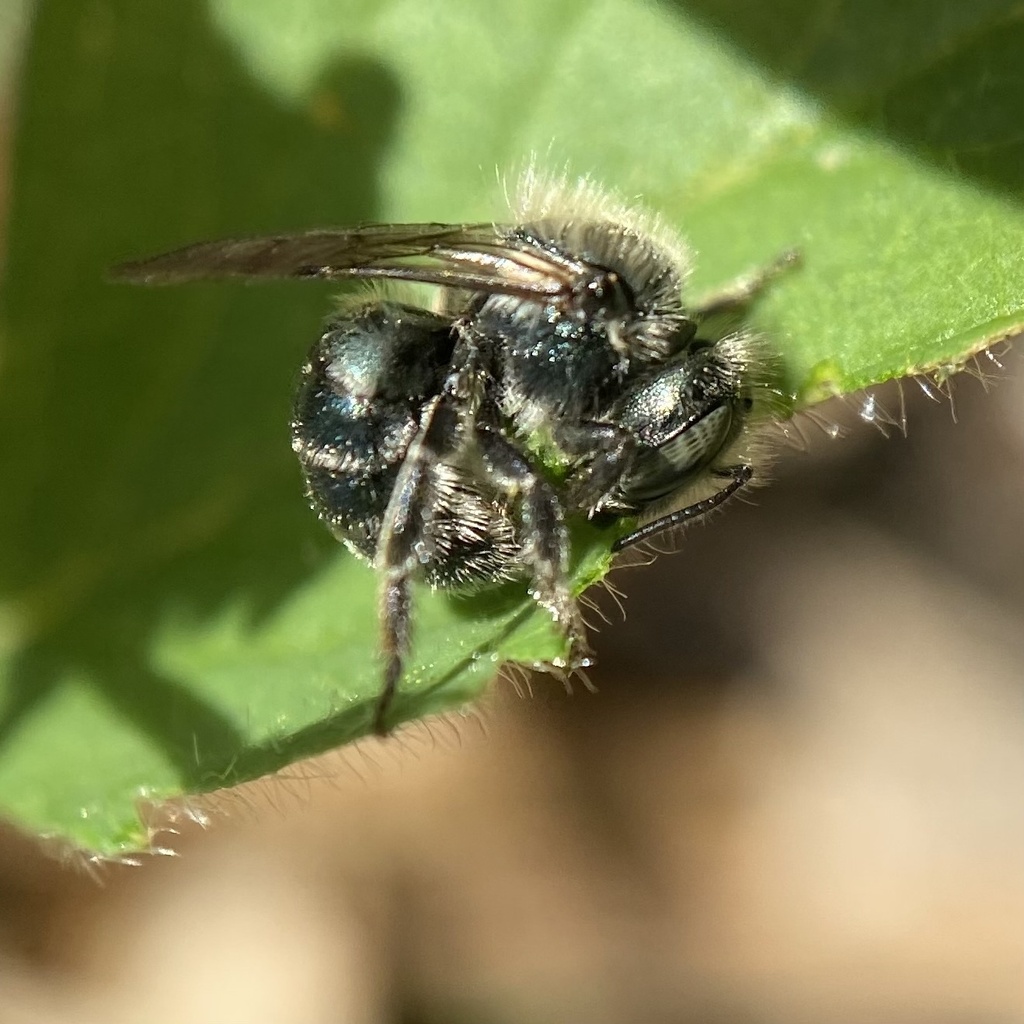Dwarf Mason