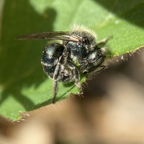 Dwarf Mason
