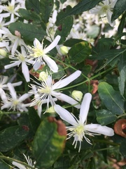 Clematis terniflora
