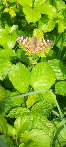 Vanessa cardui