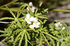 Choisya dumosa