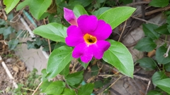 Amphilophium