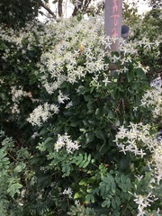 Clematis terniflora