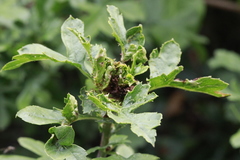Dasineura crataegi
