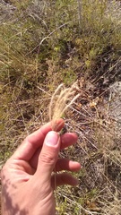 Bothriochloa ischaemum