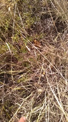 Bothriochloa ischaemum