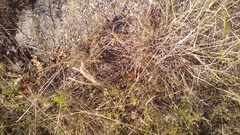 Bothriochloa ischaemum