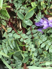 Oxytropis montana