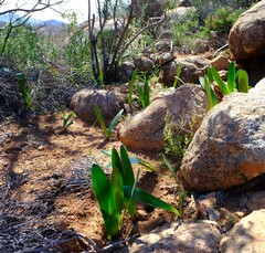 Haemanthus amarylloides polyanthus