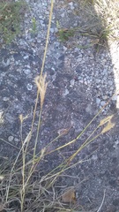 Bothriochloa ischaemum
