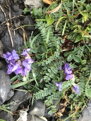 Oxytropis montana