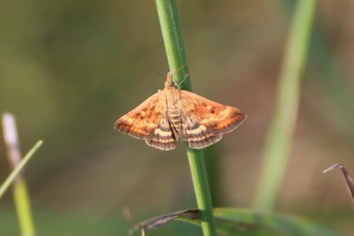 Straw-barred Pearl