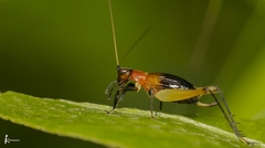 Trigonidiinae