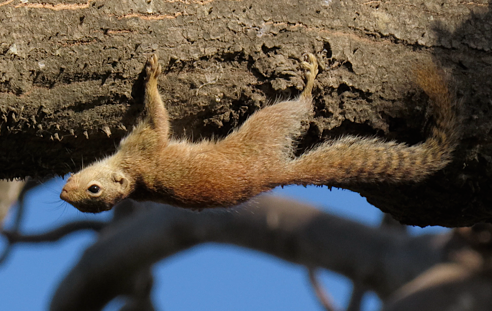 Gambian Sun Squirrel