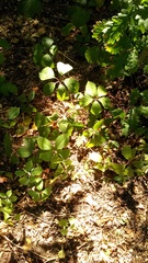 Parthenocissus inserta