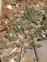 Tribulus terrestris