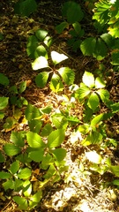 Parthenocissus inserta