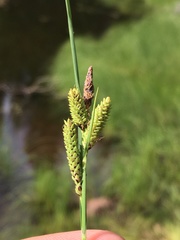 Carex kelloggii