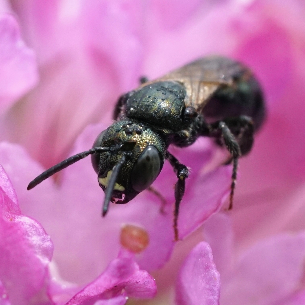 Spurred Ceratina