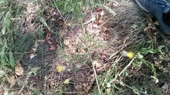 Centaurea orientalis