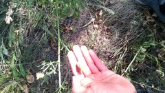 Centaurea orientalis