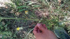 Centaurea orientalis