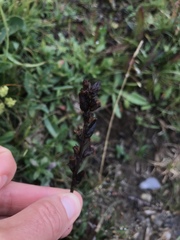 Pedicularis ascendens