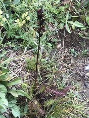 Pedicularis ascendens