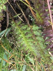 Pedicularis ascendens