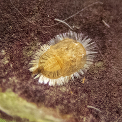 Bactericera antennata