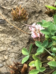 Trifolium thalii