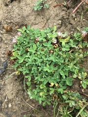 Trifolium thalii