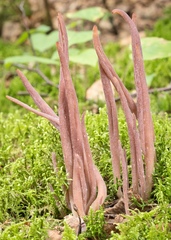 Alloclavaria purpurea