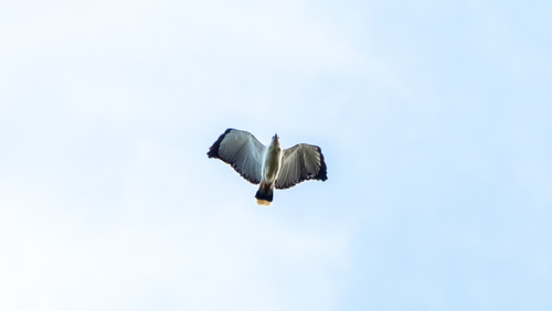 White Hawk