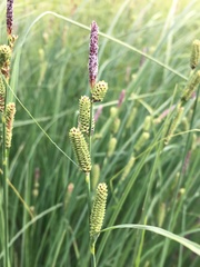 Carex kelloggii