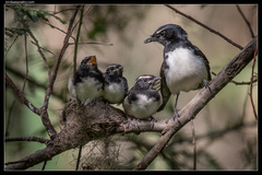 Willie Wagtail photo 5