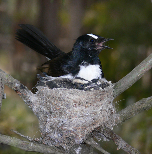 Willie Wagtail, photo 9 of 10