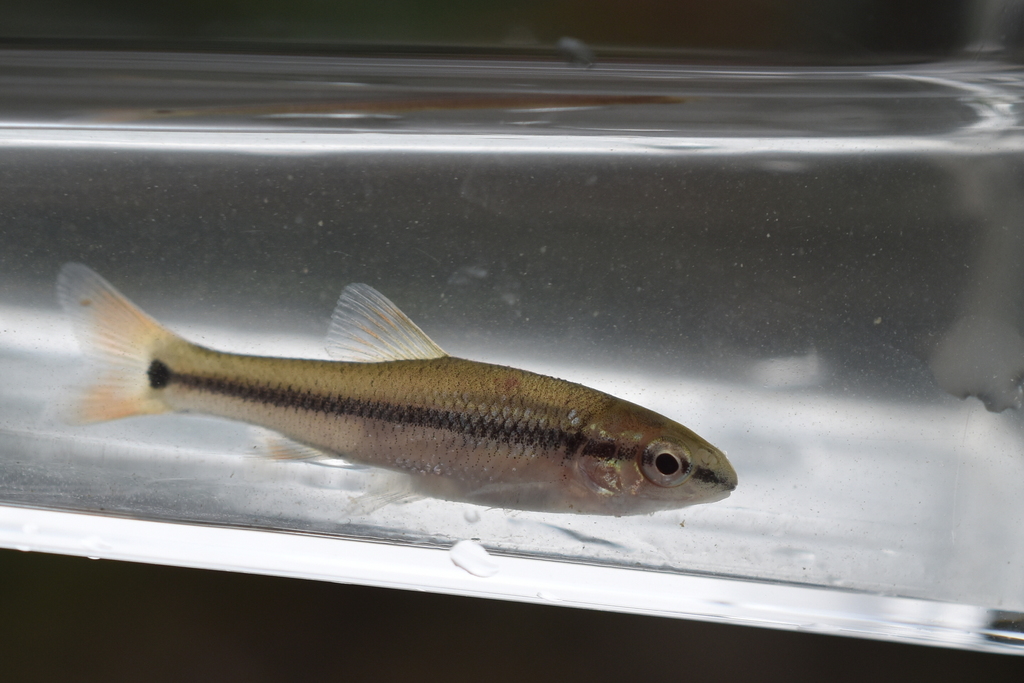 Bluntnose Minnow (Fishes of West Virginia) · iNaturalist