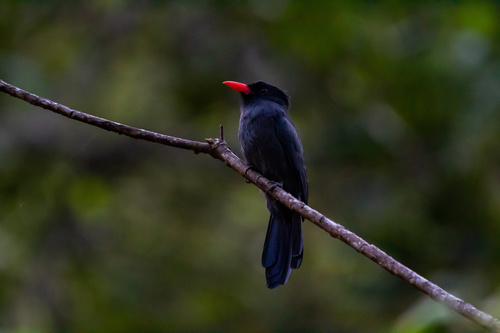 Black-fronted Nunbird