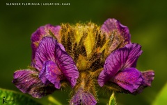 Flemingia nilgheriensis