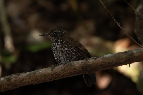 Sharp-tailed Streamcreeper