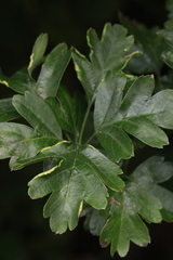 Phyllocoptes goniothorax