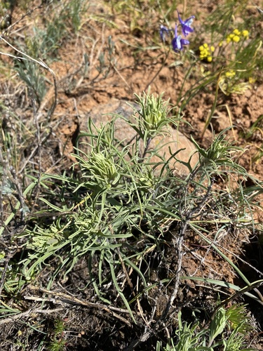Pale Wallowa paintbrush (Castilleja oresbia)