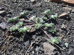 Lupinus constancei
