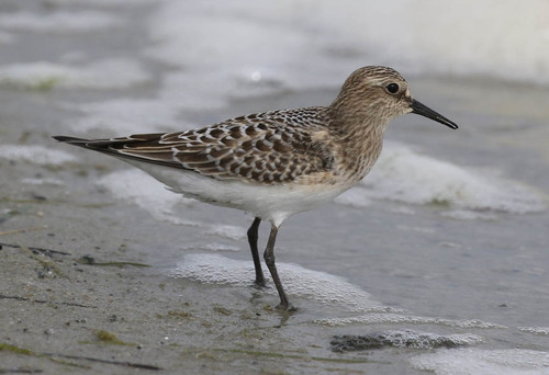 Baird's Sandpiper