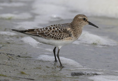 Baird's Sandpiper photo 3